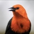 Aves de Corrientes icon