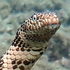 Serpents de Nouvelle-Calédonie icon