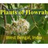 Plants of Howrah, West Bengal, India icon