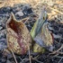 Skunk Cabbage of NYC icon
