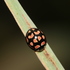 Eastern African Coccinellidae icon