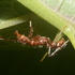 Formigas do Sul da Bahia icon