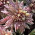 Peat Mosses (Sphagnum) of the SE US icon