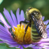 Pollinator Research Summer 2017 icon