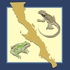 Herpetofauna de Baja California icon