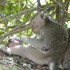 Long-Tailed Macaque data icon
