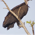 WAP complex vultures and related area icon