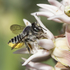 Urban Bee Climate Project icon