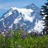 Cottagecore alpine naturalists icon