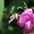 Jennings Pollinator Project icon