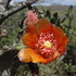 Flora de Norte de Santander icon