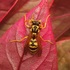 Hymenoptera of Israel icon