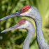 www.okefenokee.photography by William Wise icon