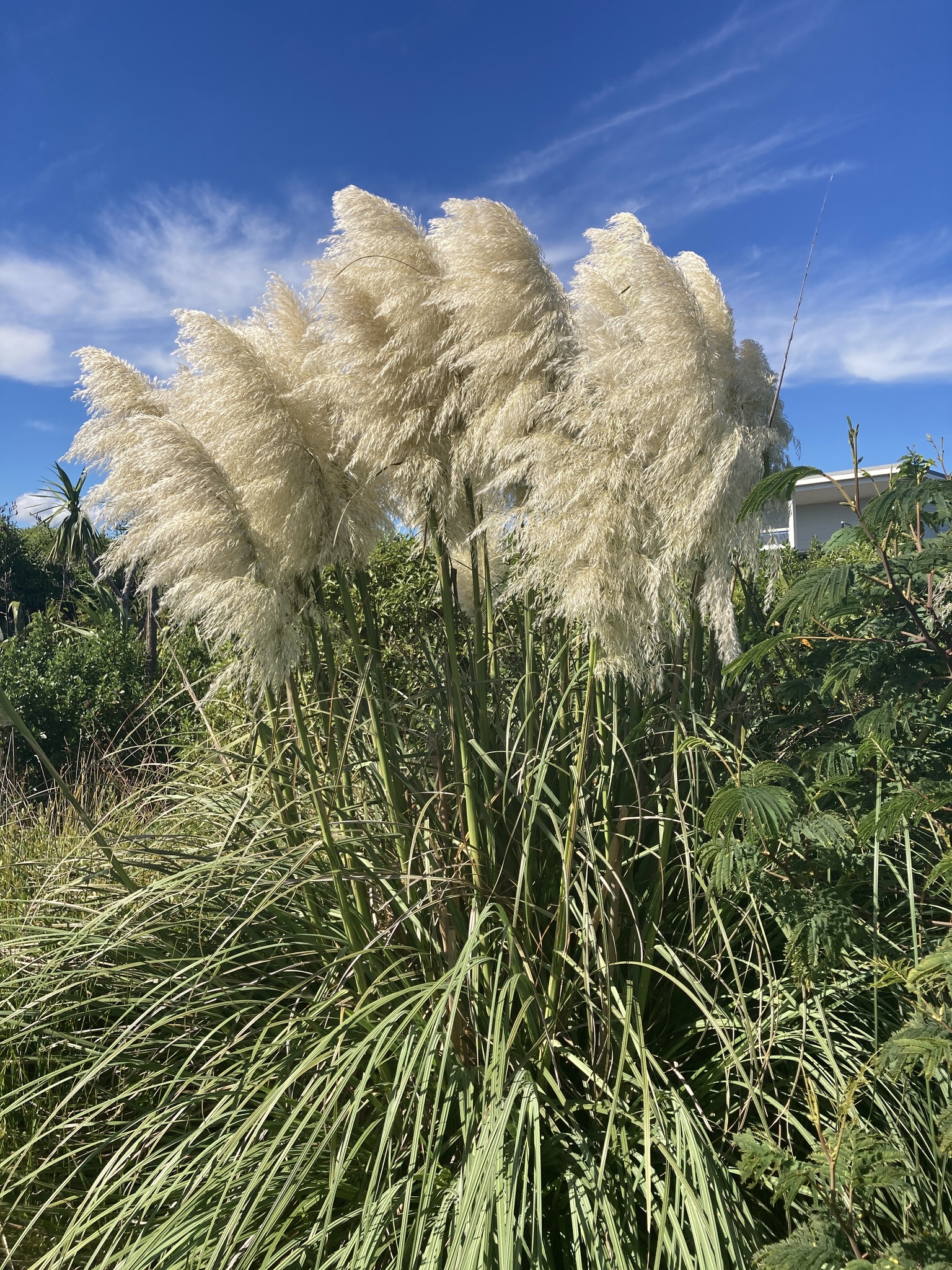 Pampas Eradication Project (PEP) · NaturaLista Mexico