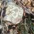 Macrofungi and Lichens of the Charles B. Henson Preserve icon