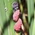 Arizona Invasive Apple snail Observations icon