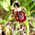 COR - Censimento Orchidee Romane icon