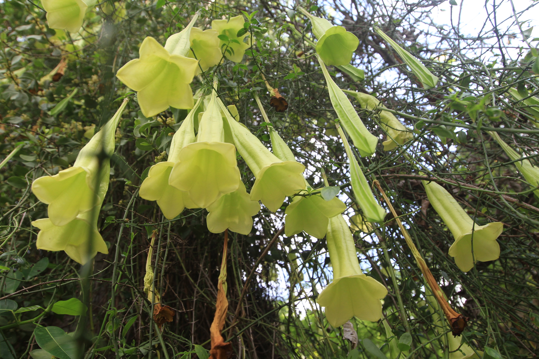 Flora and Fauna of Hispaniola · iNaturalist