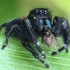 Salticidae of Monterey, California (Jumping Spiders) icon