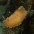 South East Australian Nudibranchs icon