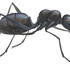 Ants of Tamil Nadu icon
