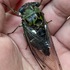 Cicadas of North America North of Mexico icon