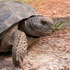 AL Gopher Tortoise Conservation Project icon