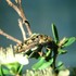 Bird Poo Beetles; Coleoptera, Buprestidae. icon