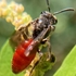 New Bee and Wasp Locality Records icon