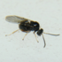Adult Gall Wasps icon