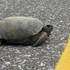 AL Gopher Tortoise Road Mortality Project icon