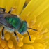 Pollinator Palooza Bioblitz 2017 icon