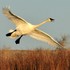 Riverlands Migratory Bird Sanctuary icon