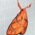 Moths of Vietnam icon