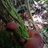 Fungos e Líquens do Sul da Bahia icon
