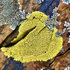North African lichens (الاشنيات من شمال افريقيا) icon
