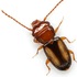 Beetles of Texas icon
