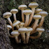 Fungi of the British Isles icon