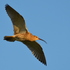 South West Peak Curlew Partnership icon