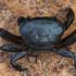 African River Crabs icon