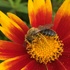BG Pollinator Project icon