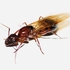 Albuquerque Camponotus icon