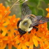 MV Pollinator Pathway: Farm Pollinators icon