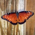 2022 Spring Coastal Georgia Butterfly Count icon