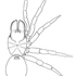 Mygalomorph Spiders of the California Floristic Province icon