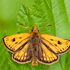 Suomen perhoset (Lepidoptera of Finland) icon