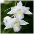 Pigeon Orchid Flowering icon