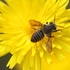 Bee Day Día de los Polinizadores 🐝🐞🦋 icon