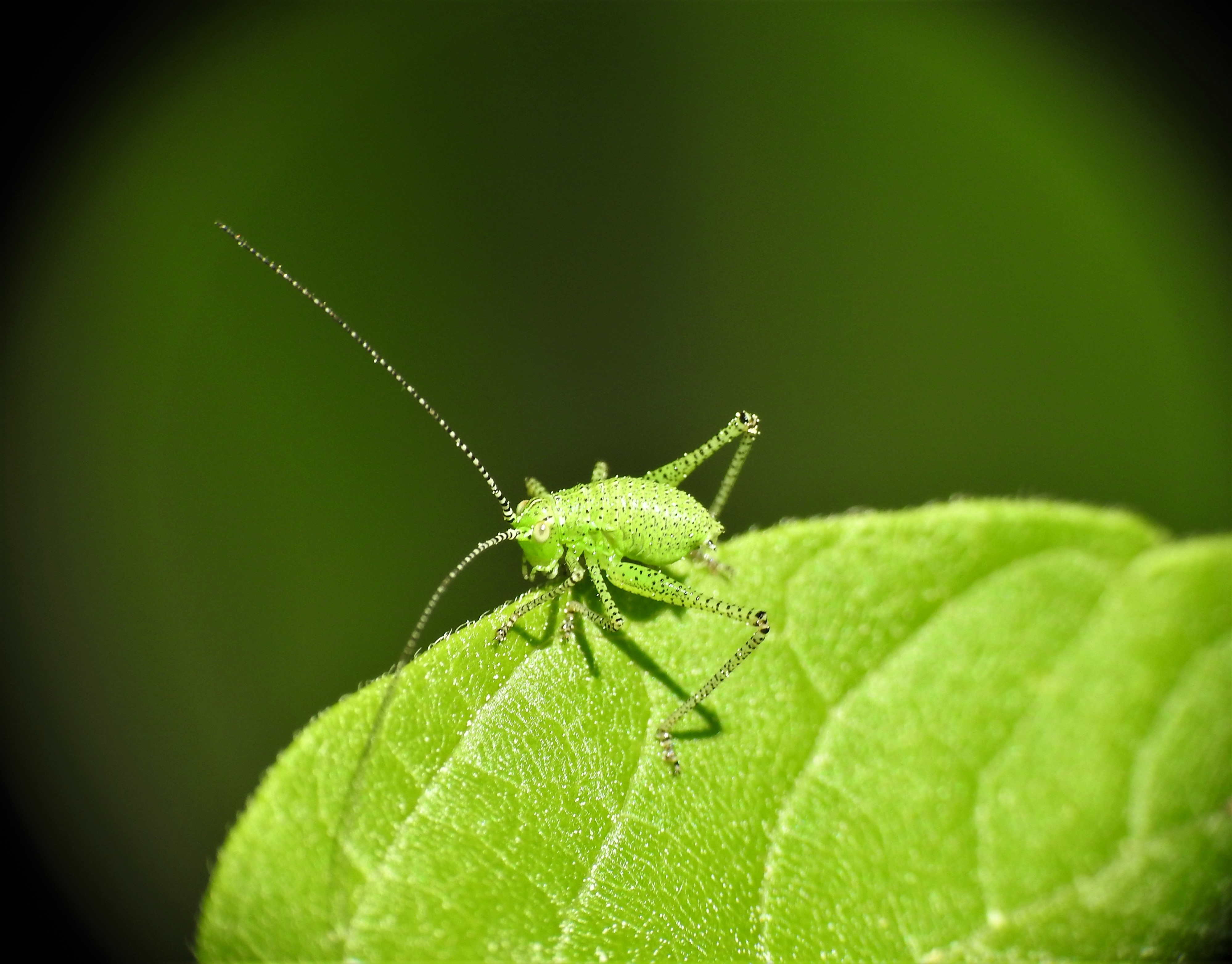 Insects of Berlin-Brandenburg · iNaturalist