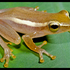 Frogs of Arunachal Pradesh icon